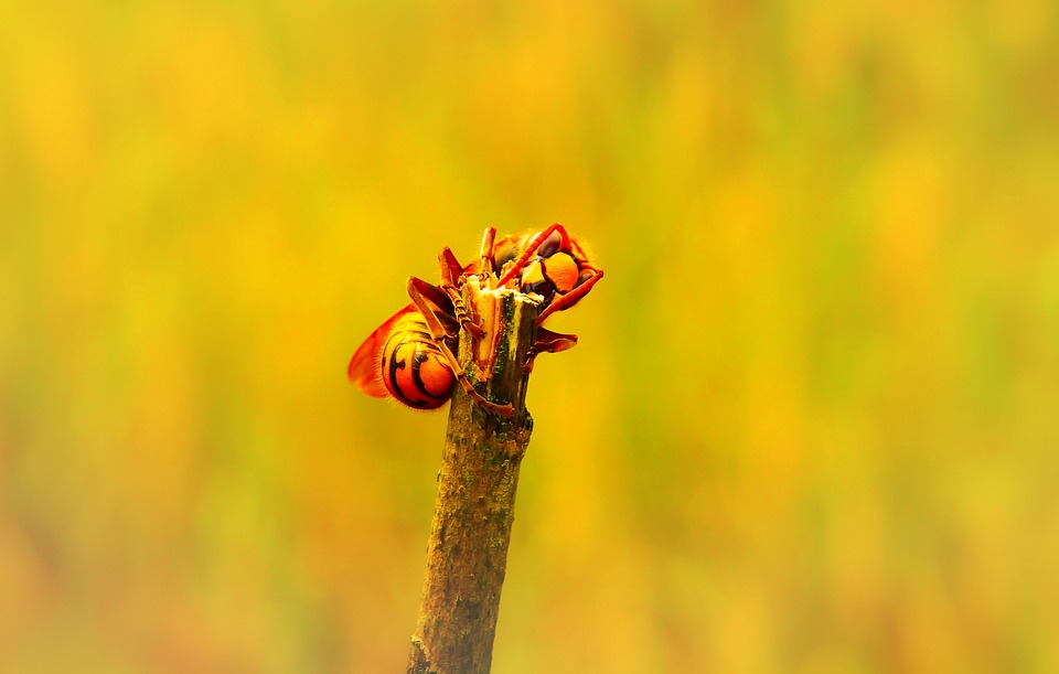 欧洲大黄蜂 昆虫 枝 - Pixabay上的免费照片 - Pixabay