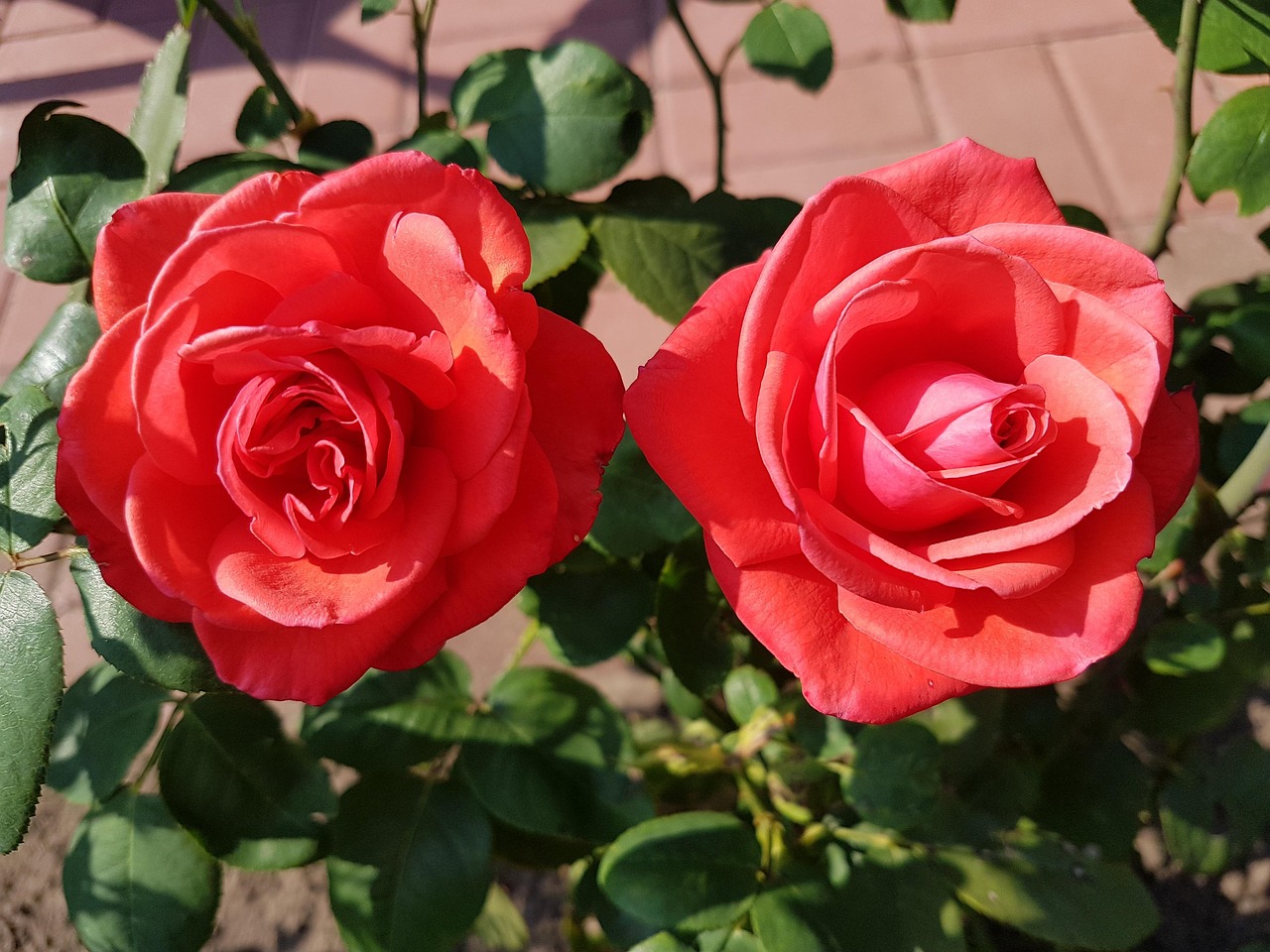 Des Roses Peu Rouge - Photo gratuite sur Pixabay - Pixabay