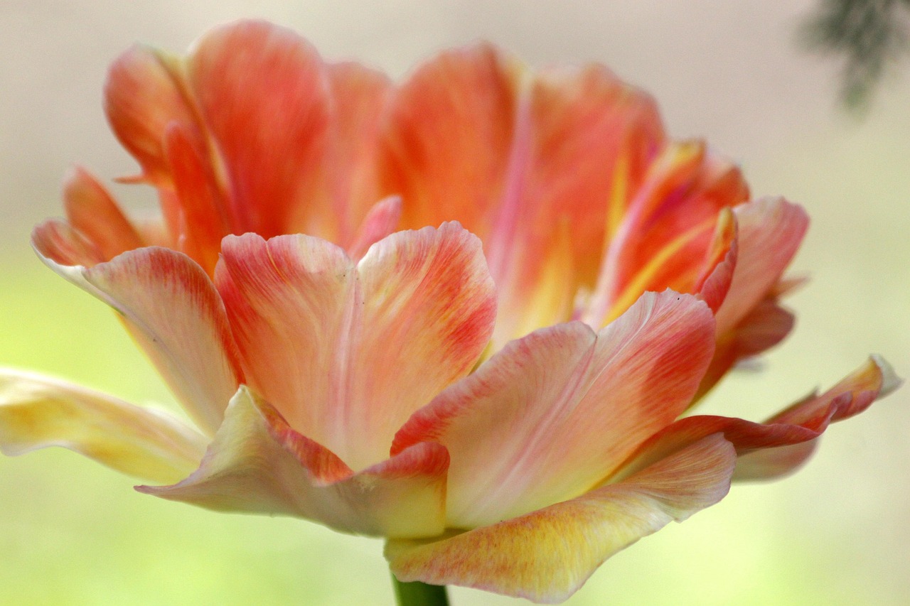 튤립 Pink Tulip 꽃 Pixabay의 무료 사진 Pixabay