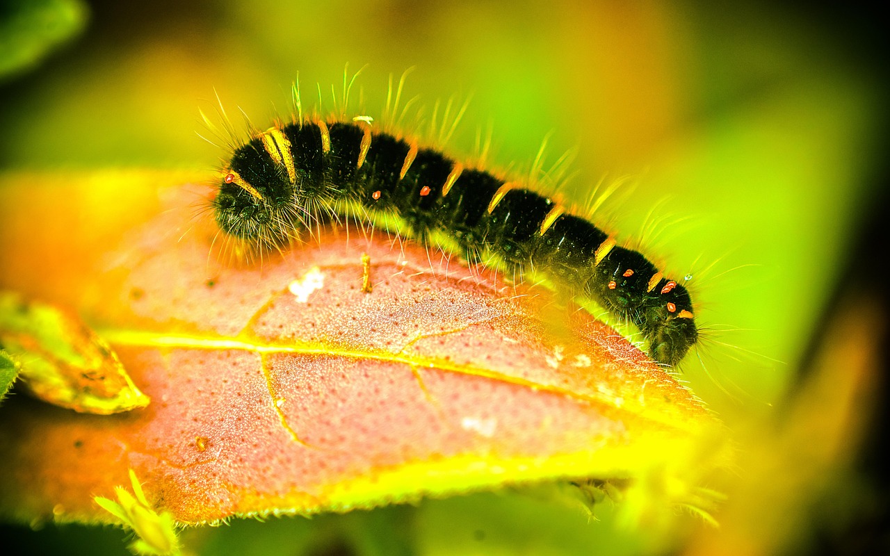 宏 自然 缩影 - Pixabay上的免费照片 - Pixabay