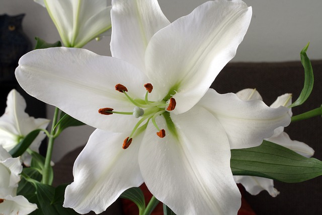 Lilje, Blomstre, Blomst Baggrund