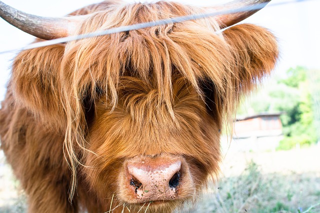 Free Beef Longhorn photo and picture