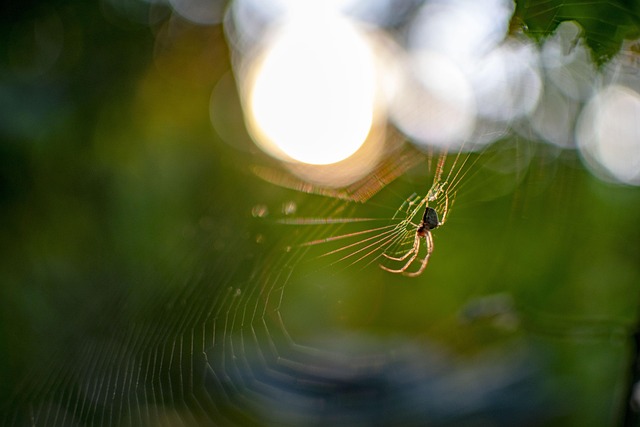 Free Spider Web photo and picture
