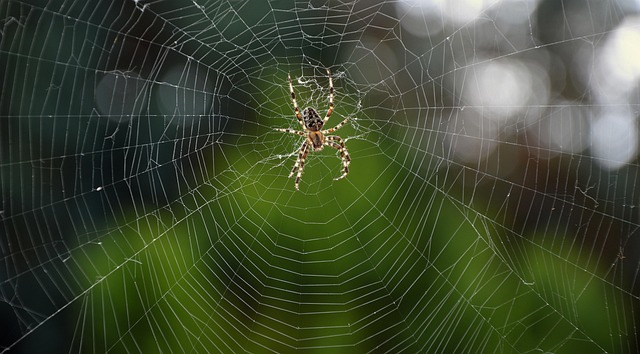 Free Spider Araneus photo and picture