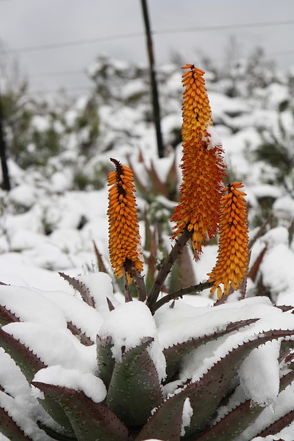 Free Aloe Vera photo and picture