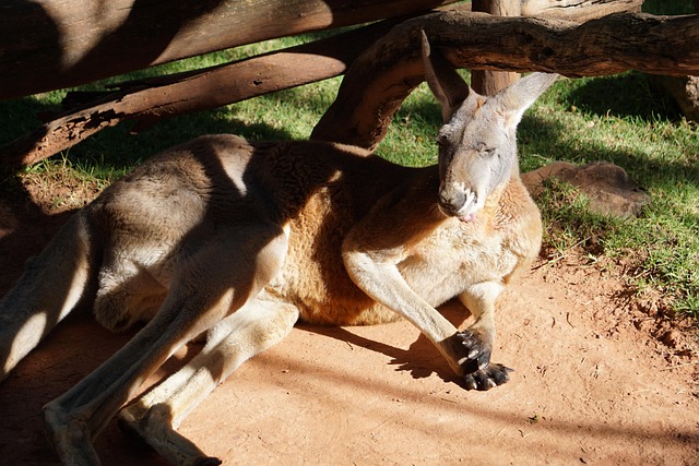 Free Kangaroo Animal photo and picture