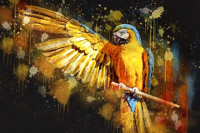 Download free HD stock image of Ara Parrot Free ara parrot yellow macaw illustration