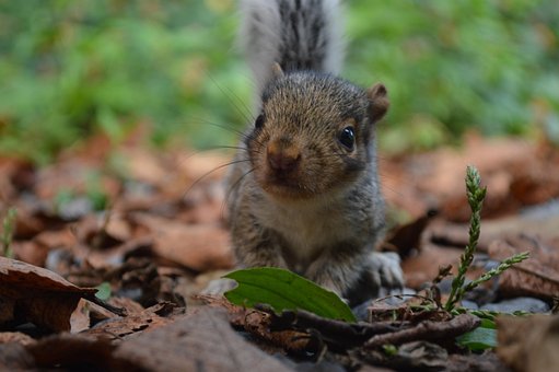 Eichhörnchen, Natur, Tier, Niedlich