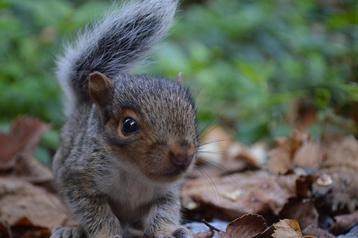 Eichhörnchen, Natur, Tier, Niedlich