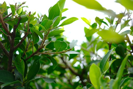 Free Leaf Plant photo and picture