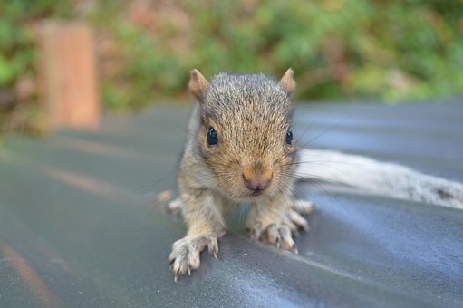 Eichhörnchen, Natur, Tier, Niedlich