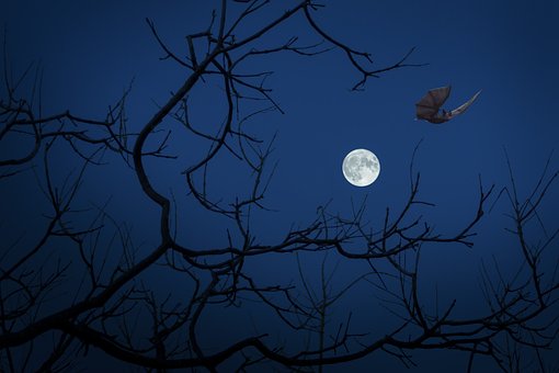 滿月, 夜, 蝙蝠, 黑暗, 萬圣節(jié)