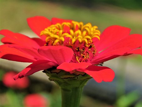Free Zinnia Beautiful Flowers photo and picture