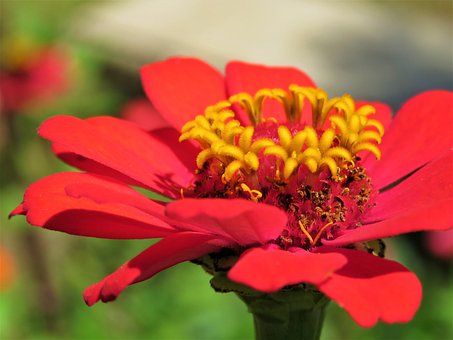 Free Zinnia Flower photo and picture