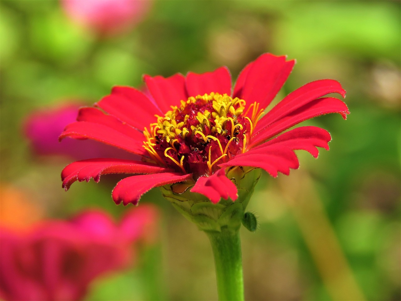 百日草 花 植物 - Pixabay上的免费照片 - Pixabay
