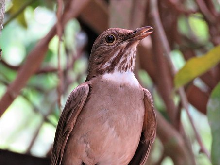 Free Bird Nature photo and picture
