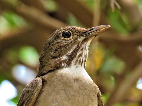 Free Bird Nature photo and picture
