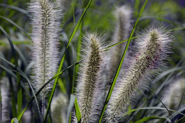 Gräser, Lampenputzergras, Ziergras, Bild von Peggychoucair auf Pixabay Lampenputzergras – Blumen und Ziergräser für den Garten