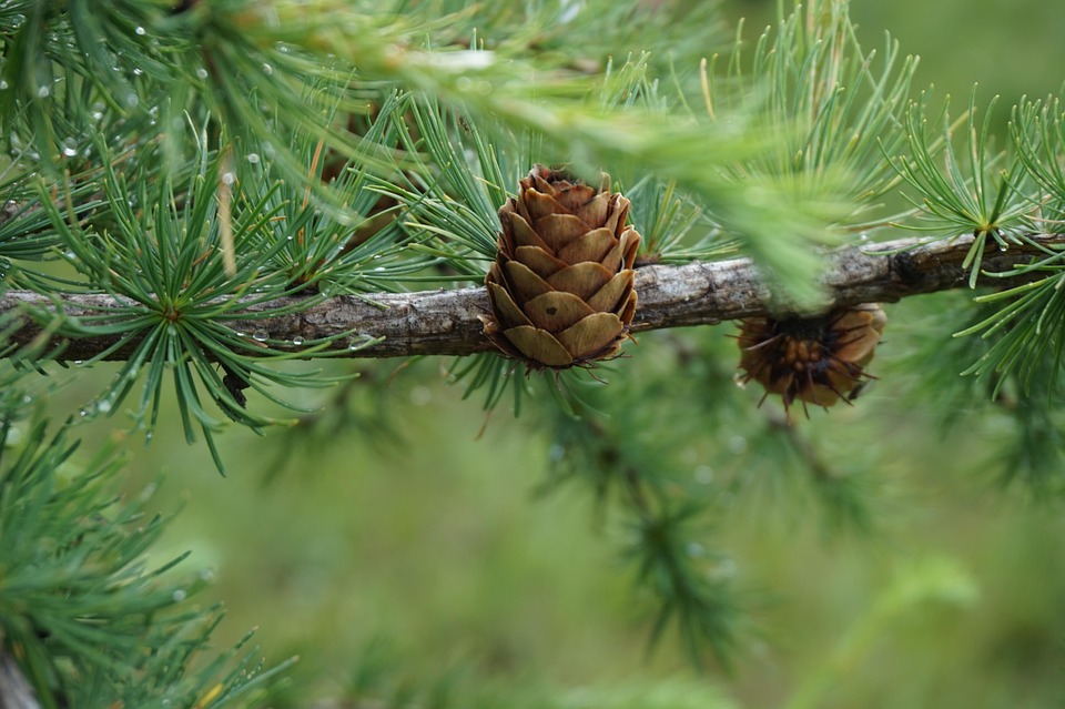 Pine Tree Vert - Photo gratuite sur Pixabay - Pixabay