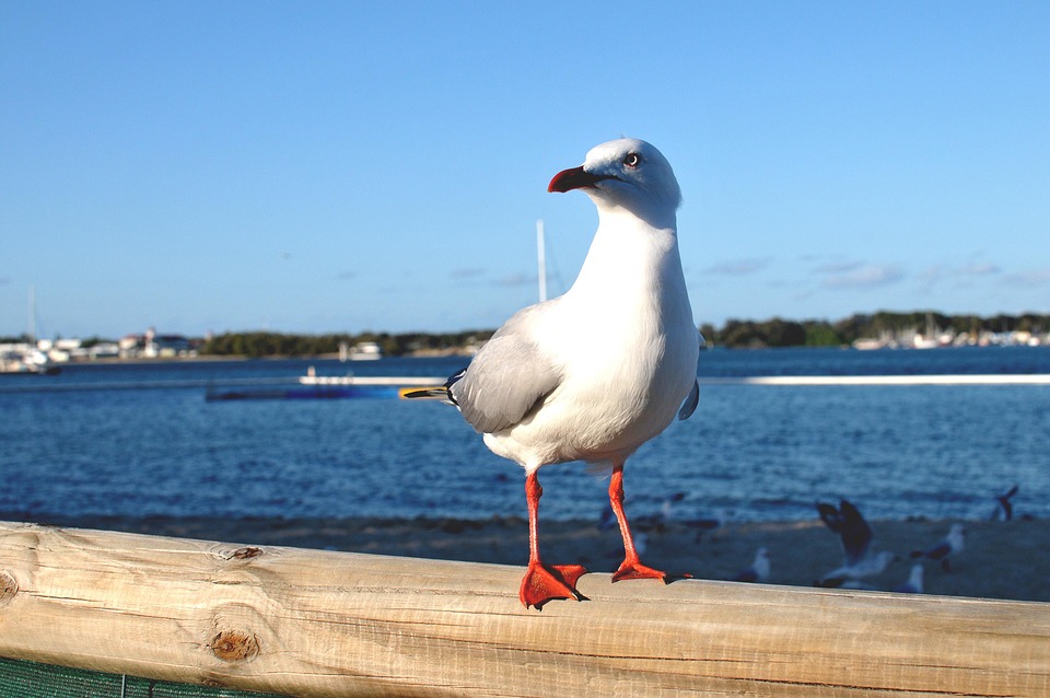 鳥 海 Pixabayの無料写真