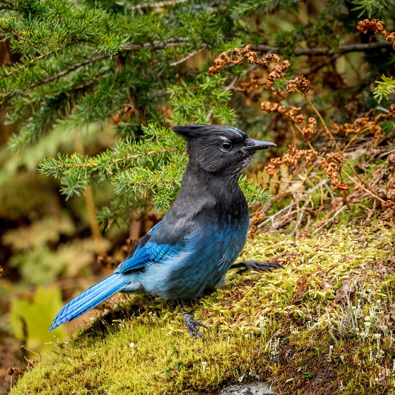Diademhäher Bird Controller Jay - Free photo on Pixabay