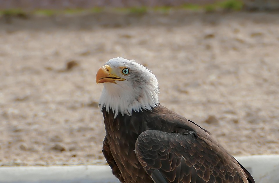 Eagle Example Eagle Nature Bird - Free photo on Pixabay