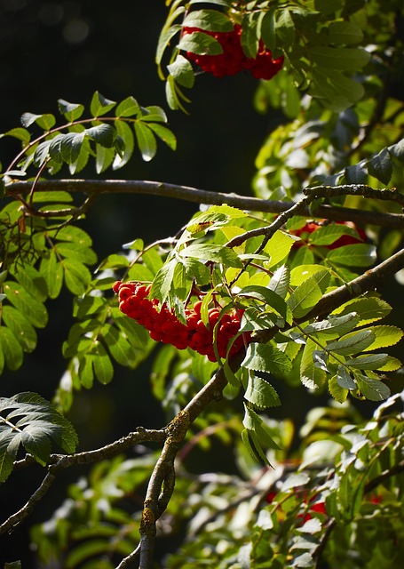 Free Rowan Tree photo and picture