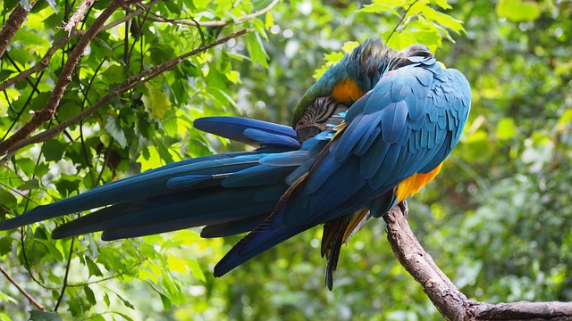 Free Macaw Parrot photo and picture