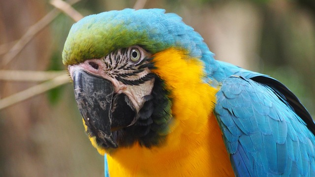 Free Parrot Macaw photo and picture