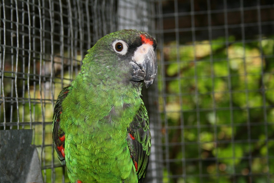 Jardine Nuri Burung Kakatua Foto Gratis Di Pixabay
