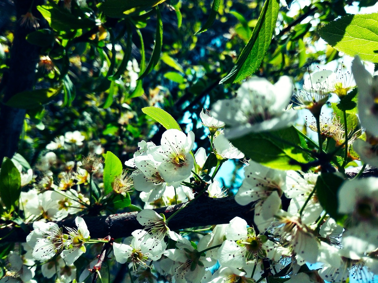 Flowers Tree Branch Spring Free photo on Pixabay Pixabay