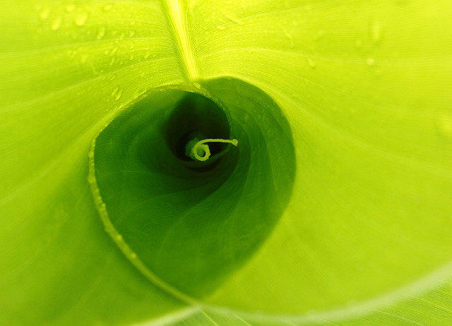 Free Sheets Nature photo and picture