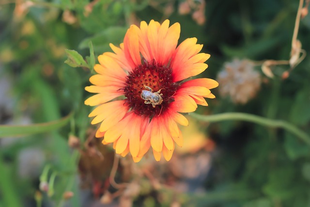 Free Bee Pollinate photo and picture