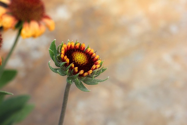 Free Flower Flower Wallpaper photo and picture