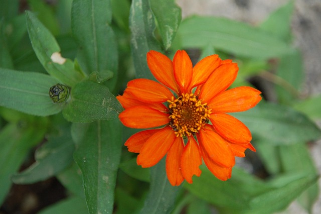 Bloem, Natuur, Oranje, Tuin