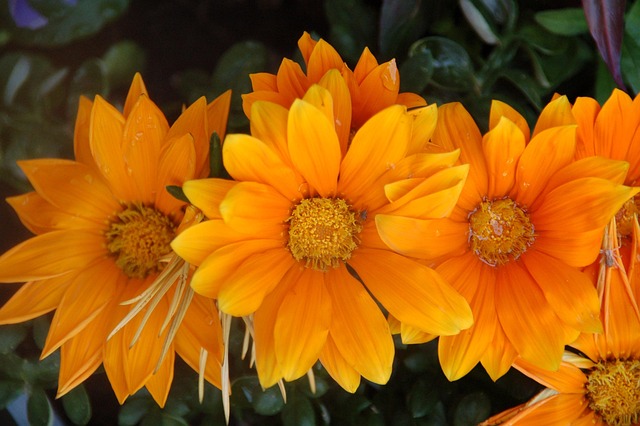 Bloemen, Mooie Bloemen