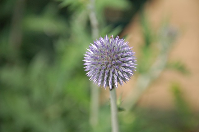 Distel, Mooie Bloemen, Bloem Behang