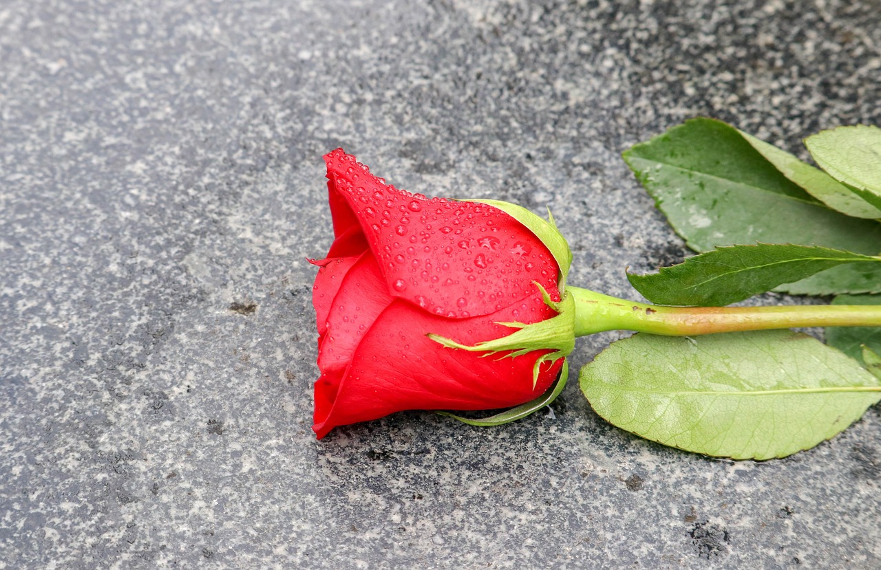 Phota Roes Roes Flowers Leaves - Free photo on Pixabay - Pixabay