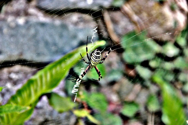 Spin, Insect, Natuur, Dier, Spinneweb