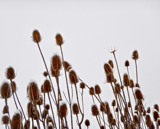 Free Winter Snow photo and picture
