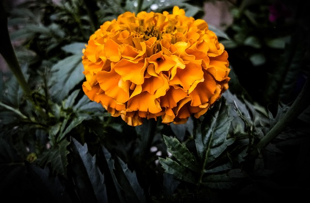 Free Marigold Flower photo and picture