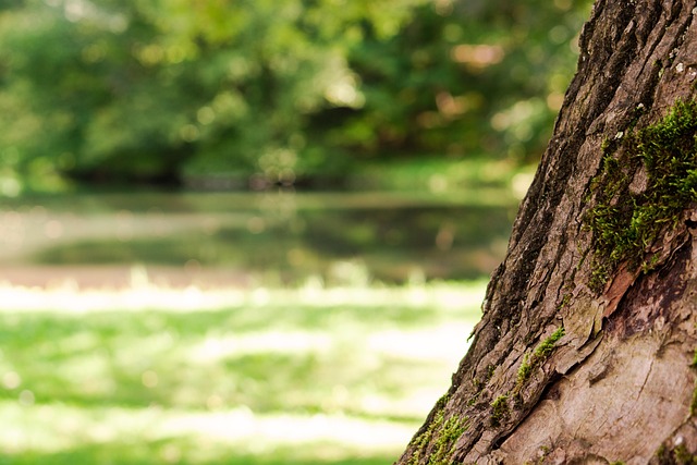 Free Tree Bark photo and picture