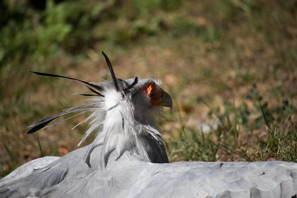 Secretary Raptor Secretary Raptor Bird - Free photo on Pixabay - Pixabay