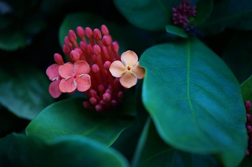 Smukke Blomster, Natur, Blomst Baggrund