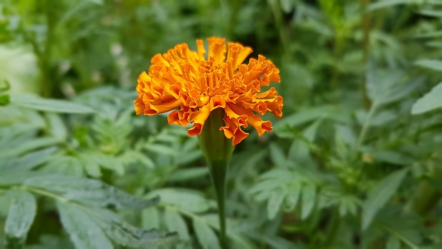 Free Orange Flower Nature photo and picture