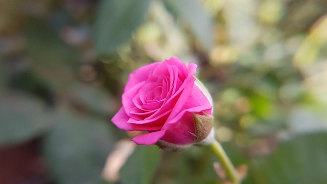 Free Rose Pink photo and picture