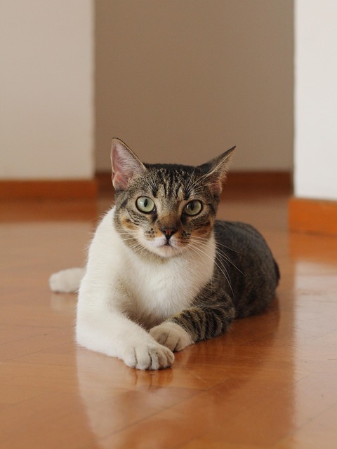 Free Cat Pet photo and picture