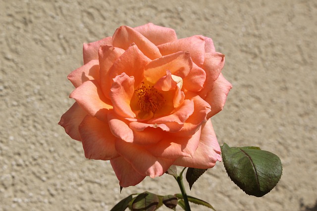 Free Rose Flower photo and picture