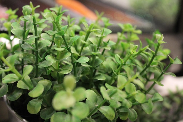 Free Plantas Verde photo and picture