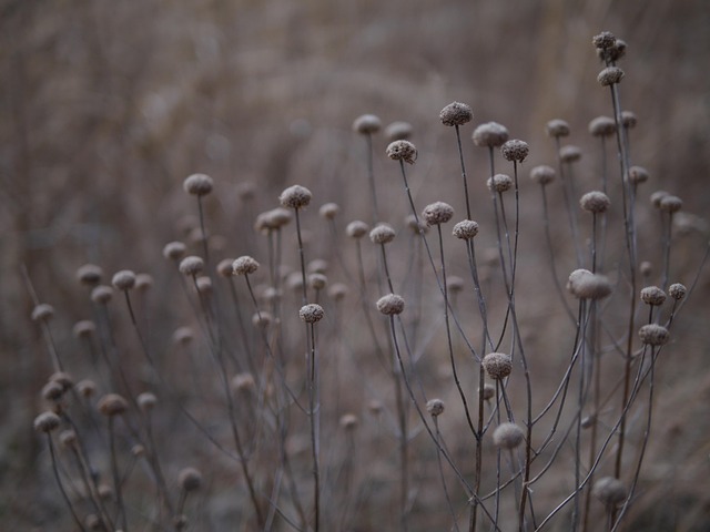 Free Plant Flower photo and picture